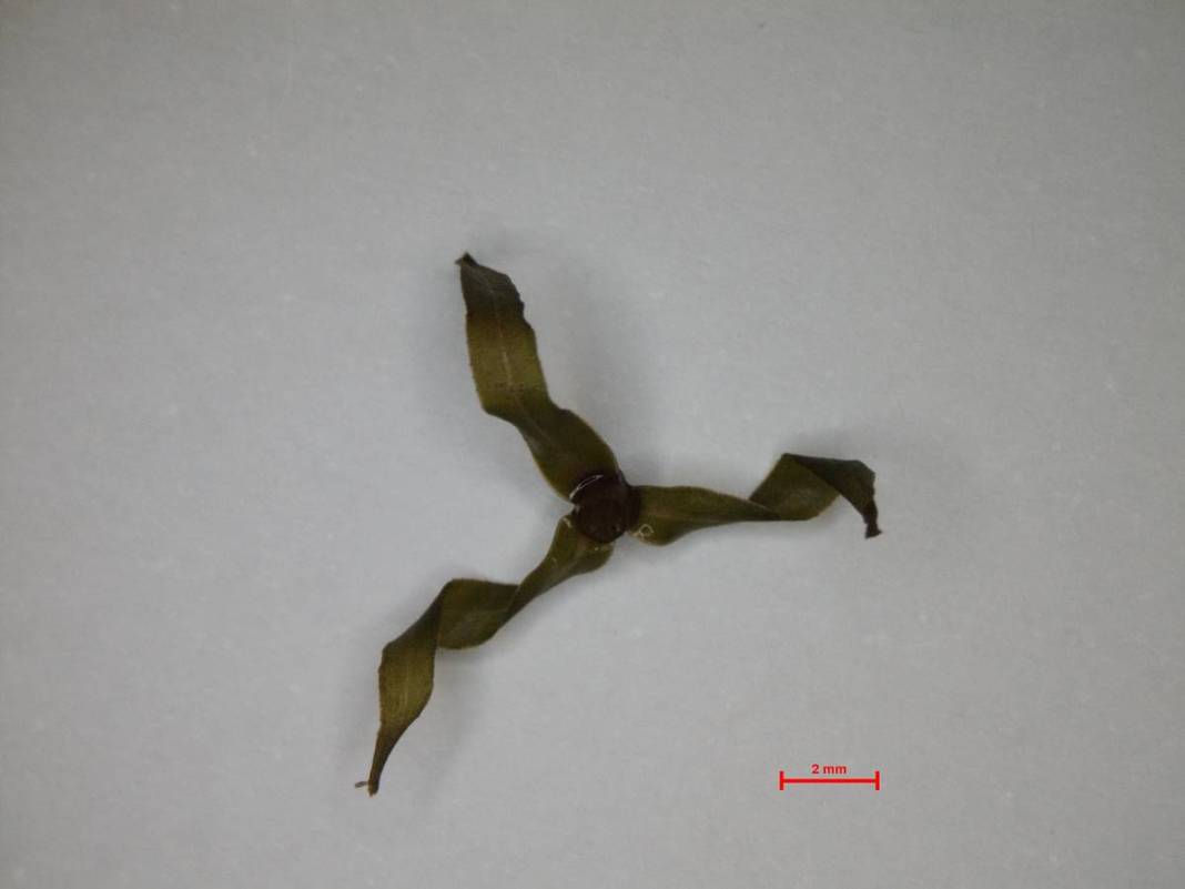 İstilacı yabancılar o kentte tabiat parkını ele geçirdi! Potansiyeli tahmin edilenden fazla 6